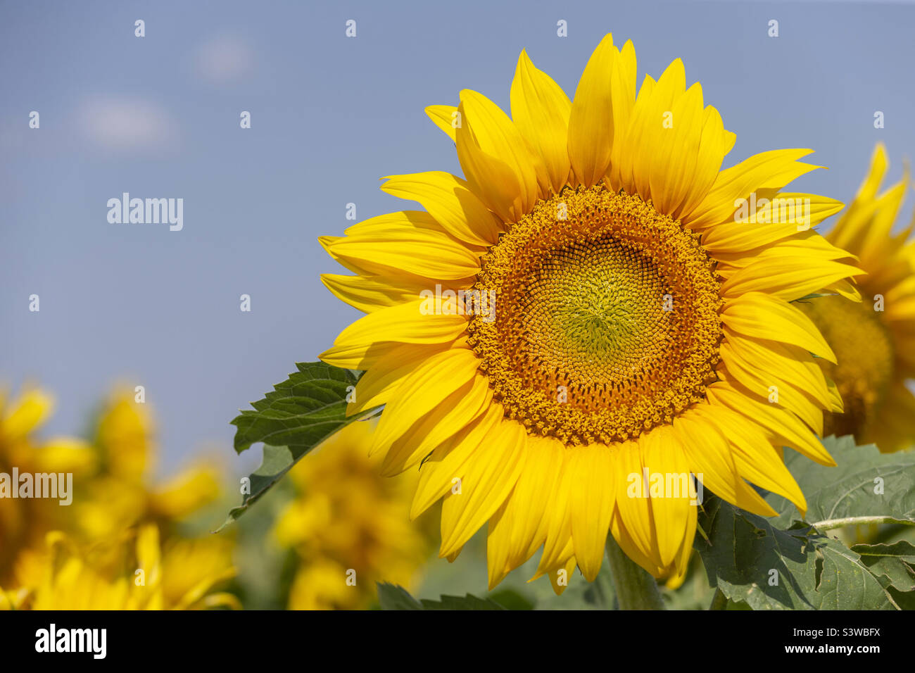 Bright sunflower in the field, closeup Stock Photo