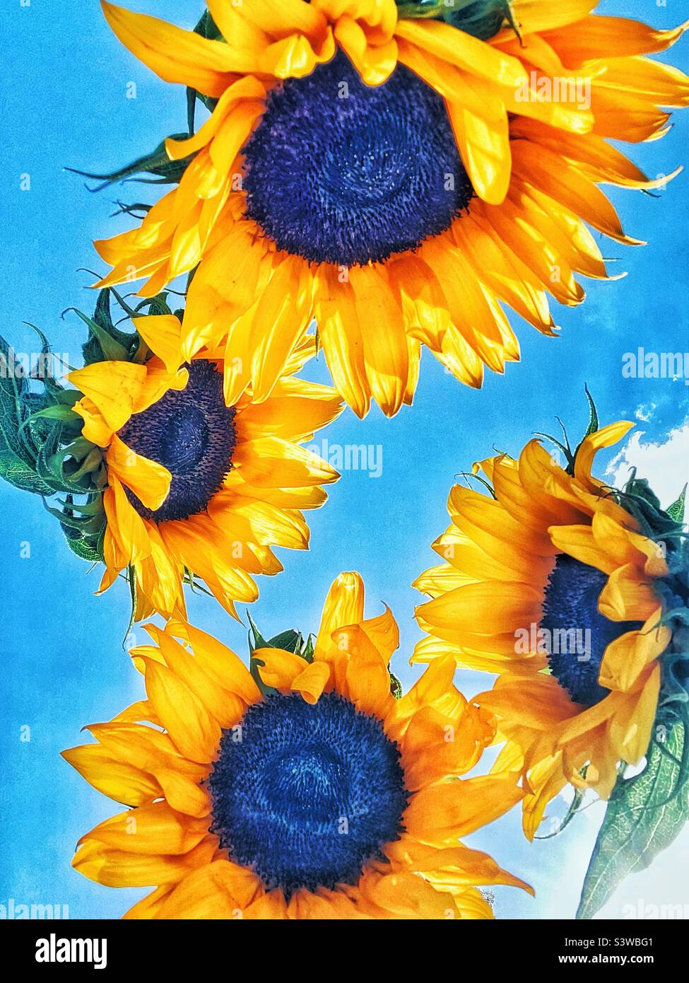 Tall high sunflower sunflowers hi-res stock photography and images - Alamy
