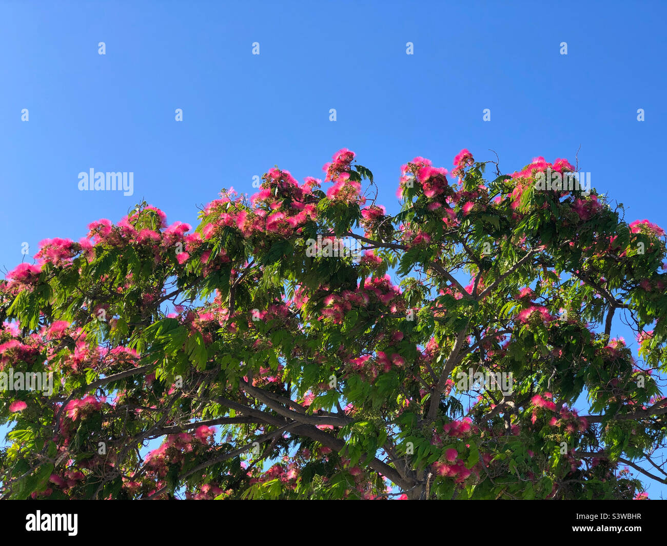 A pink mimosa tree in Larnaca, Cyprus Stock Photo
