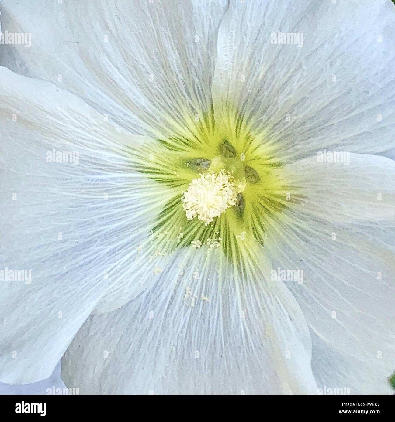 White hollyhock hi-res stock photography and images - Alamy