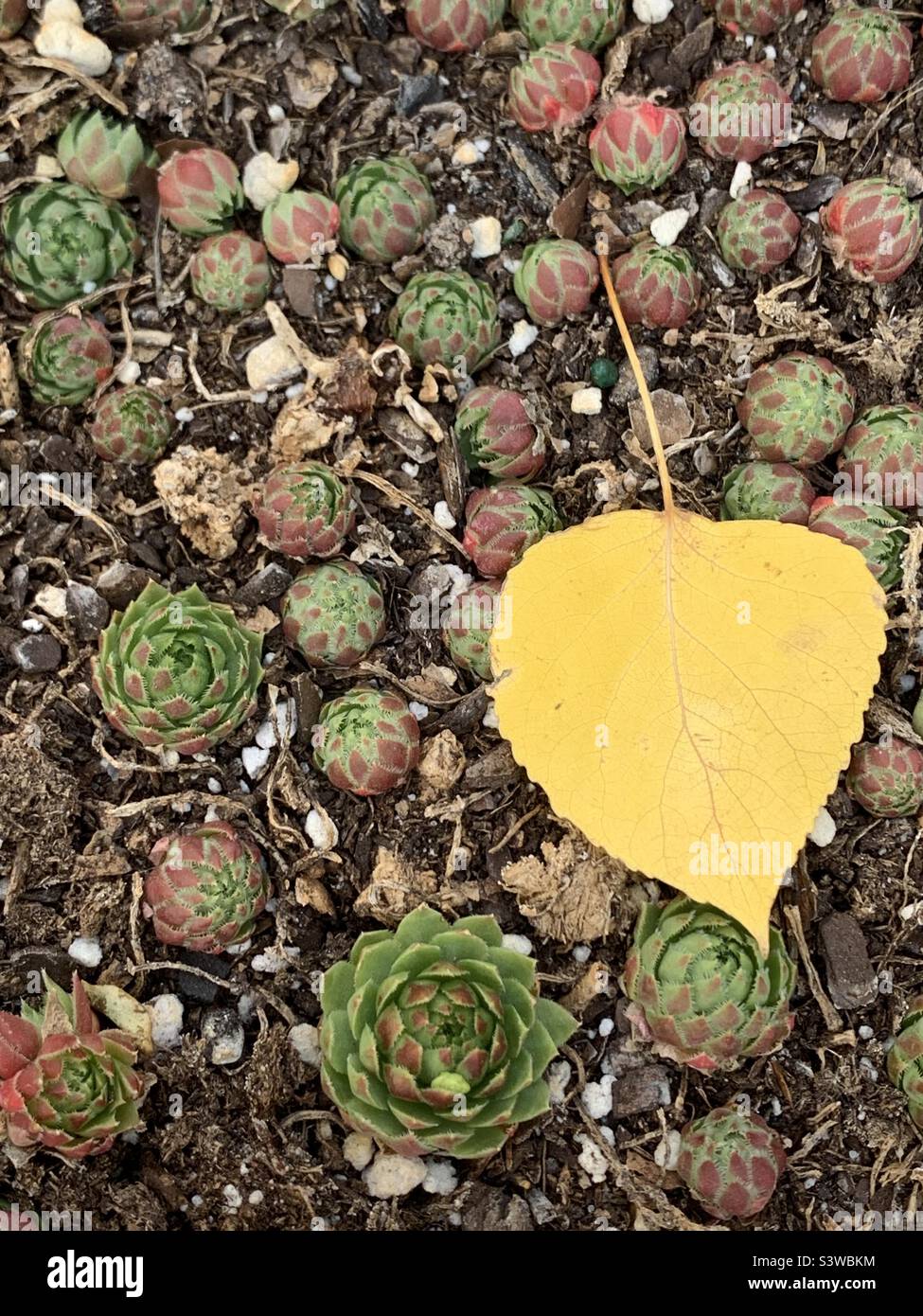 Gold poplar leaf and hens and chicks succulents - Smartphone Captured Stock Image
