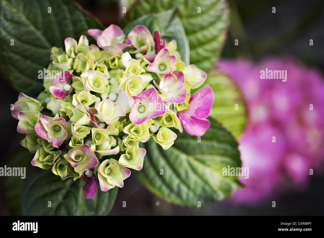 Hydrangea in flower in summer Stock Photo