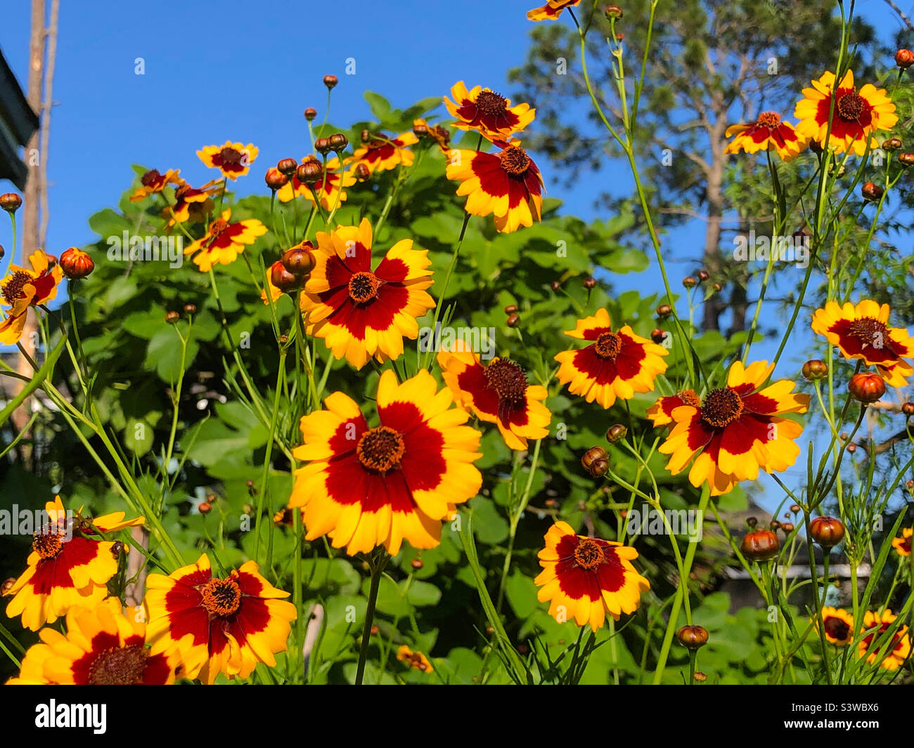 Coreopsis in a north Florida back yard - Smartphone Captured Stock Image