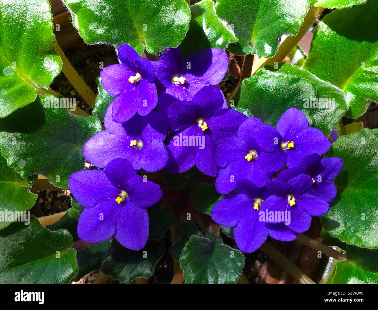 African violet flowers Stock Photo