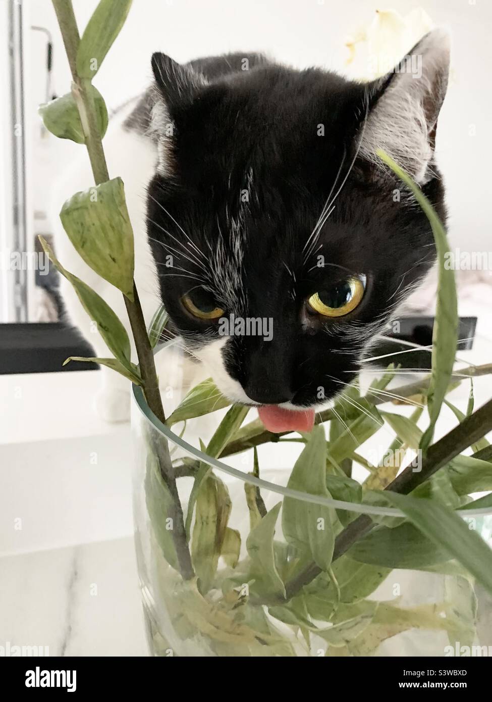 Cat eating bouquet of flowers Stock Photo Alamy