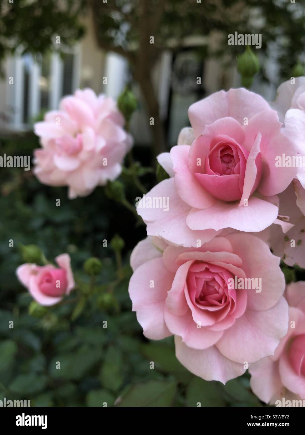 Beautiful pink roses. Stock Photo