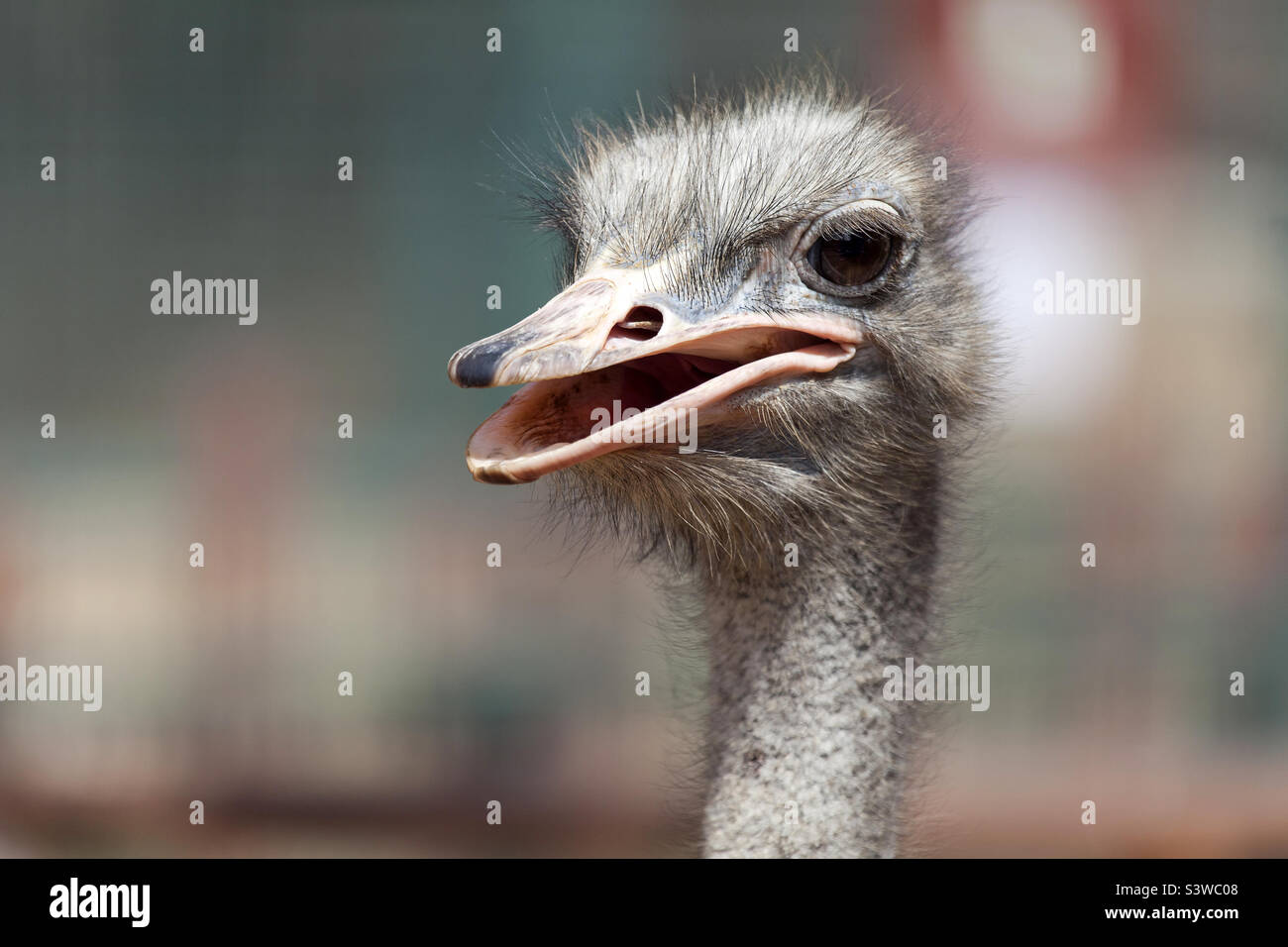Animal portrait, curious ostrich Stock Photo