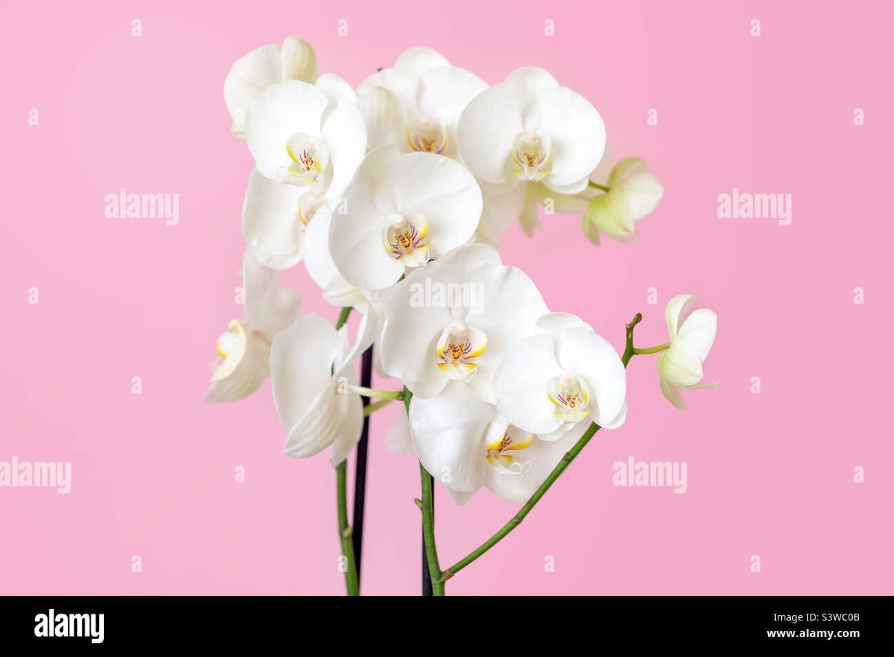 White flowering orchid on pastel pink background, beauty in nature, indoor gardening Stock Photo