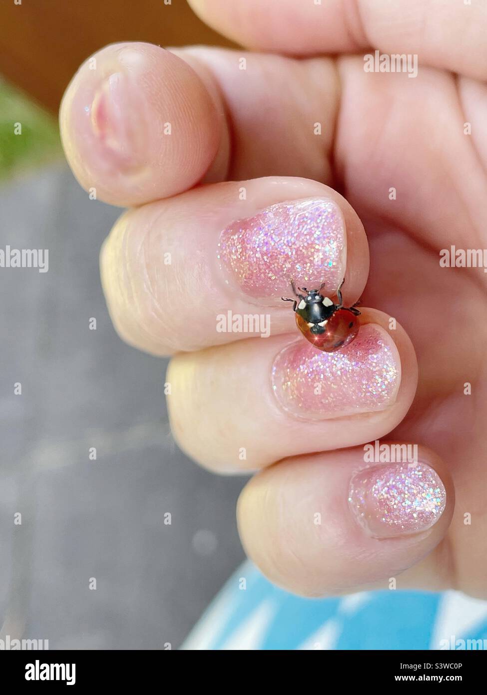 The bug on human fingers. Stock Photo