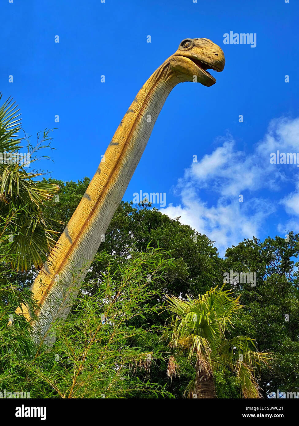 Dinosaurs with long necks are part of the Sauropod or plant eating group. Their elongated necks helped reach or grab vegetation. They mostly existed during the Jurassic and Cretaceous Periods. ©️ Stock Photo