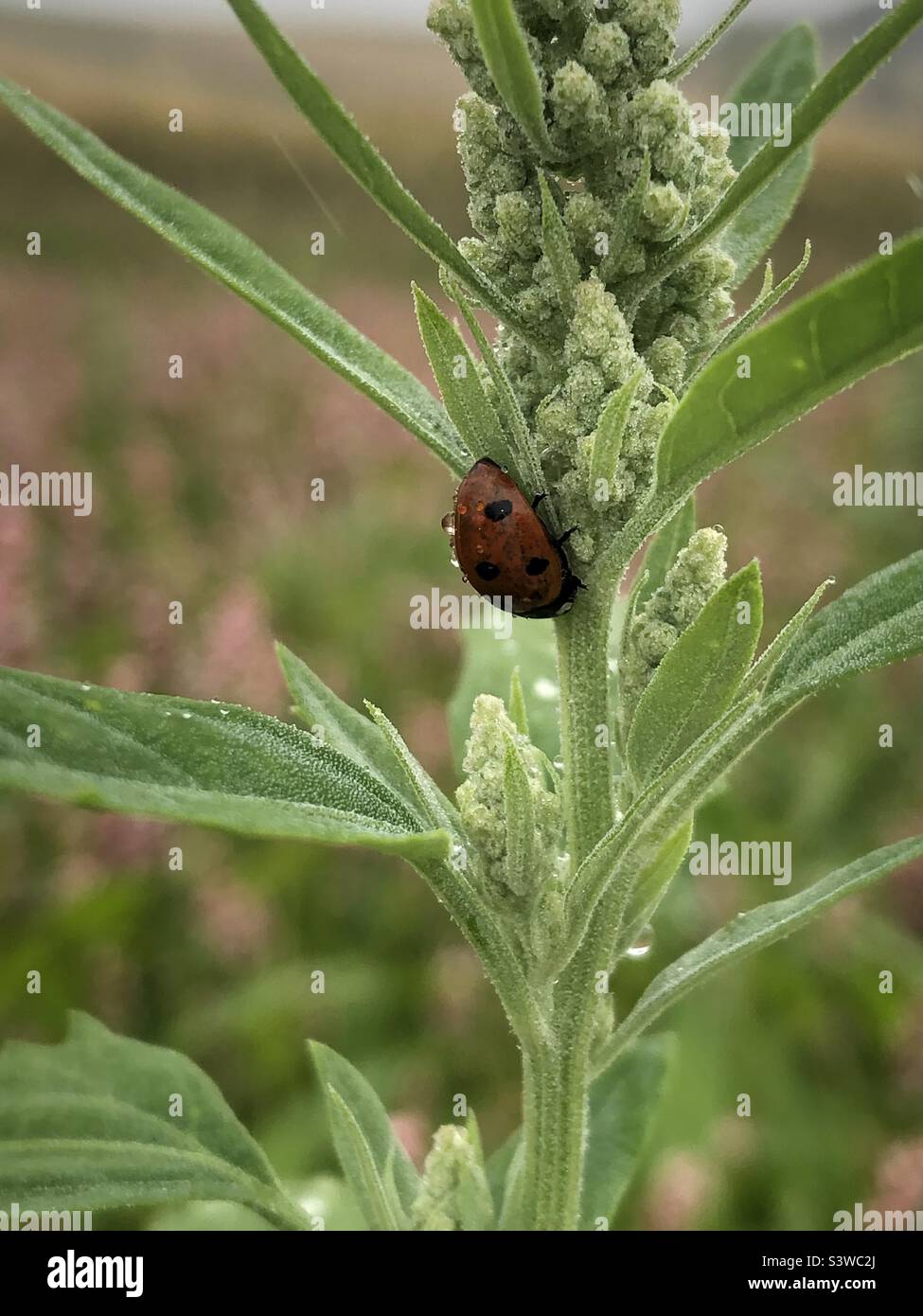 ladybird after rain Stock Photo