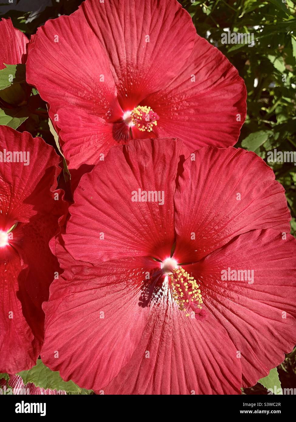 Hibiscus in bloom Stock Photo Alamy