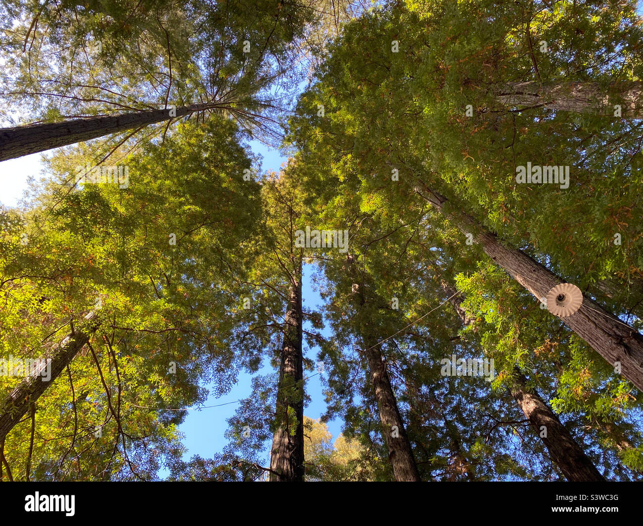 Looking up of a canopy at the top of a group of redwood trees. - Smartphone Captured Stock Image