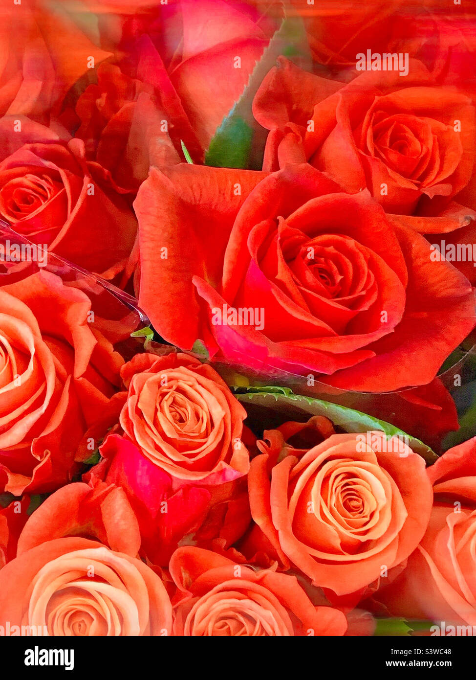 The light red roses in full bloom Stock Photo Alamy