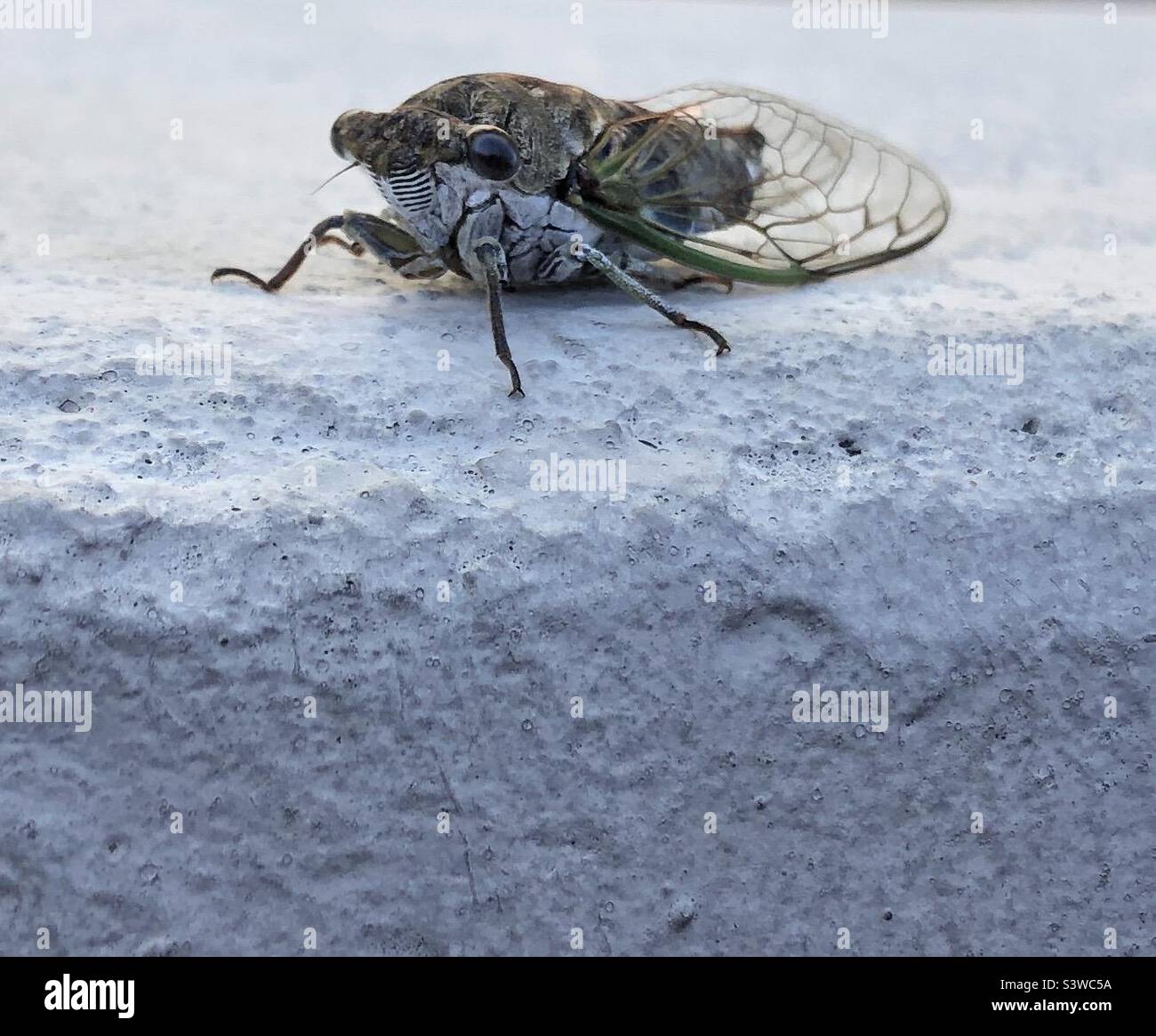 Close up of a cicada. Stock Photo