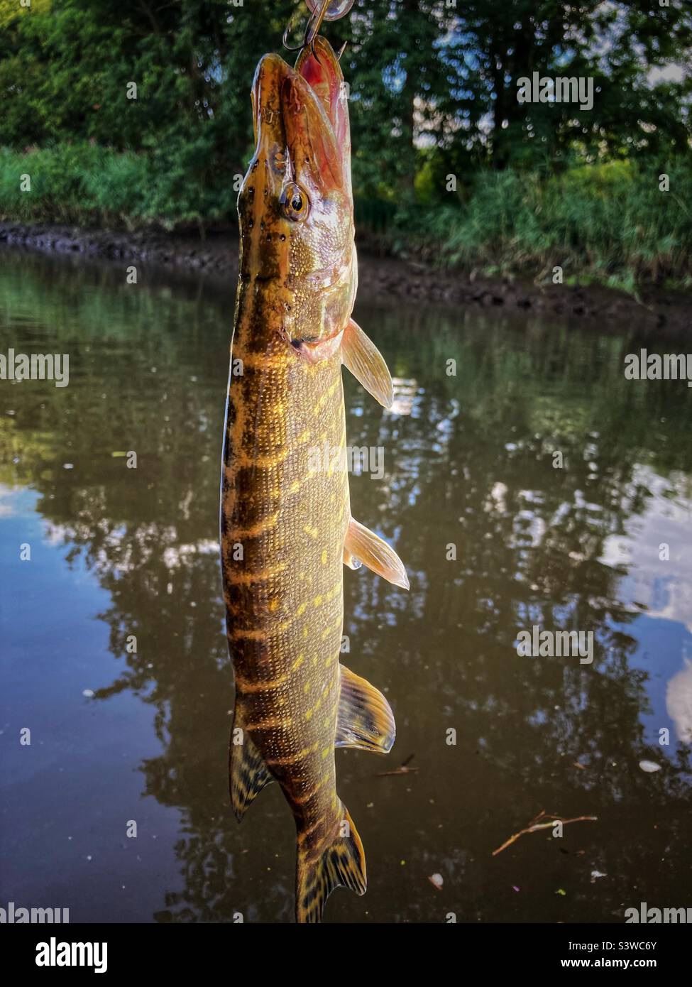 A Small European Pike hanging und the Air on a fishing line Stock Photo