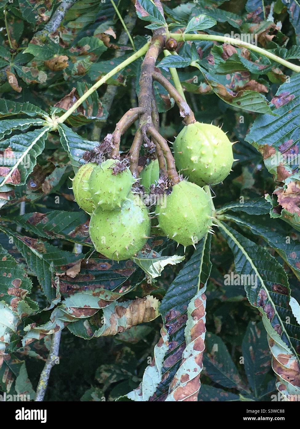 Horse chestnut tree (Aesculus hippocastanum) growing conkers in prickly