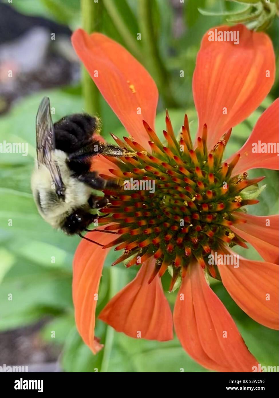 This common eastern bumble bee was very focused on this coneflower. Stock Photo