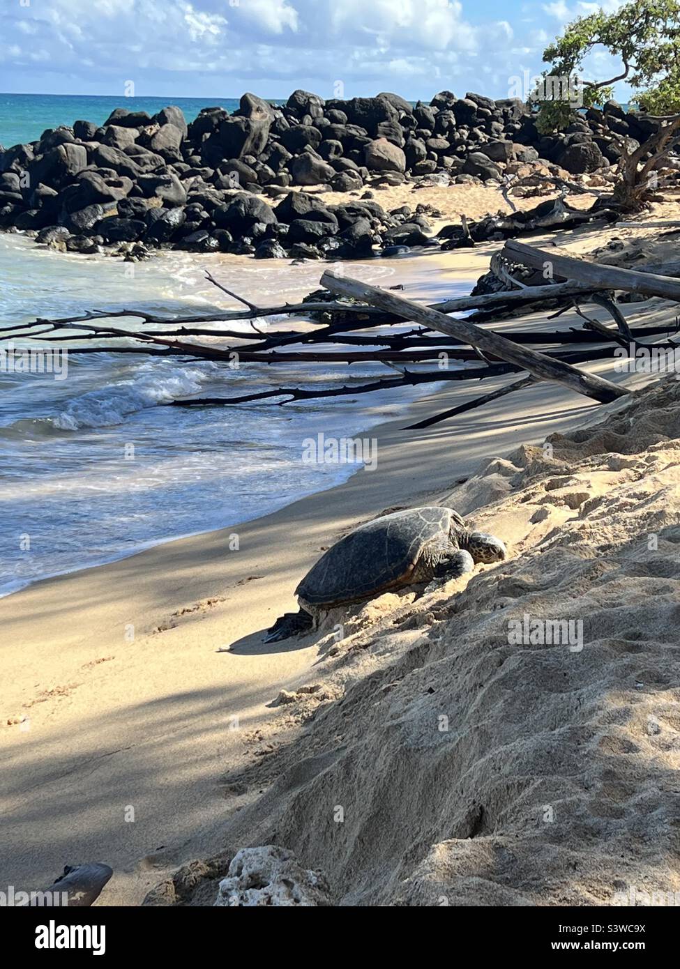 A Hawaiian Sea Turtle rests on Baldwin Beach, near Paia, Maui, Hawaii
