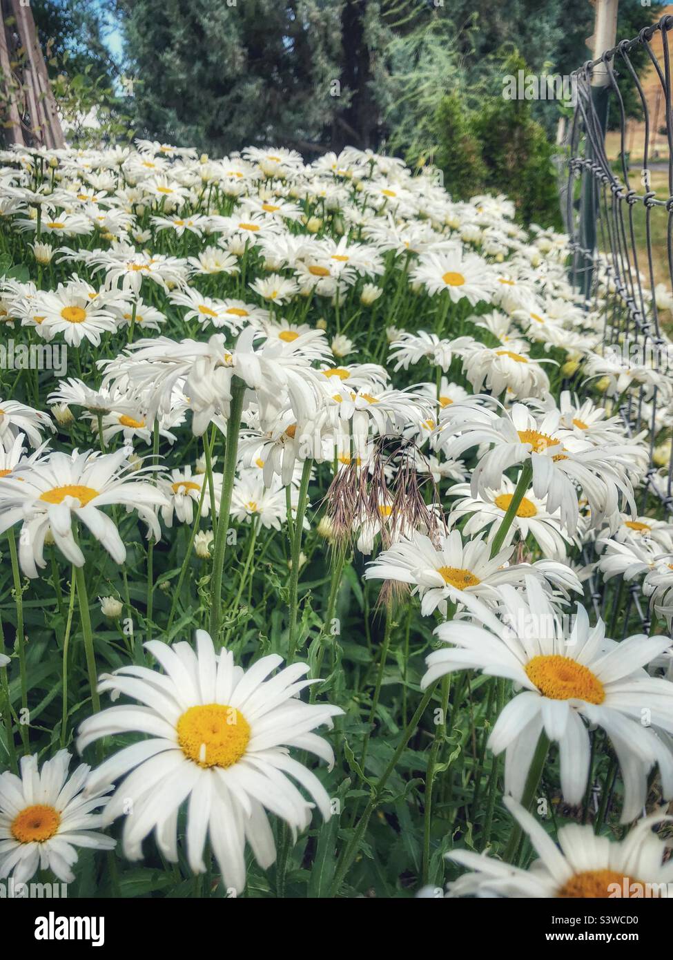 Shasta daisies in summer Stock Photo Alamy
