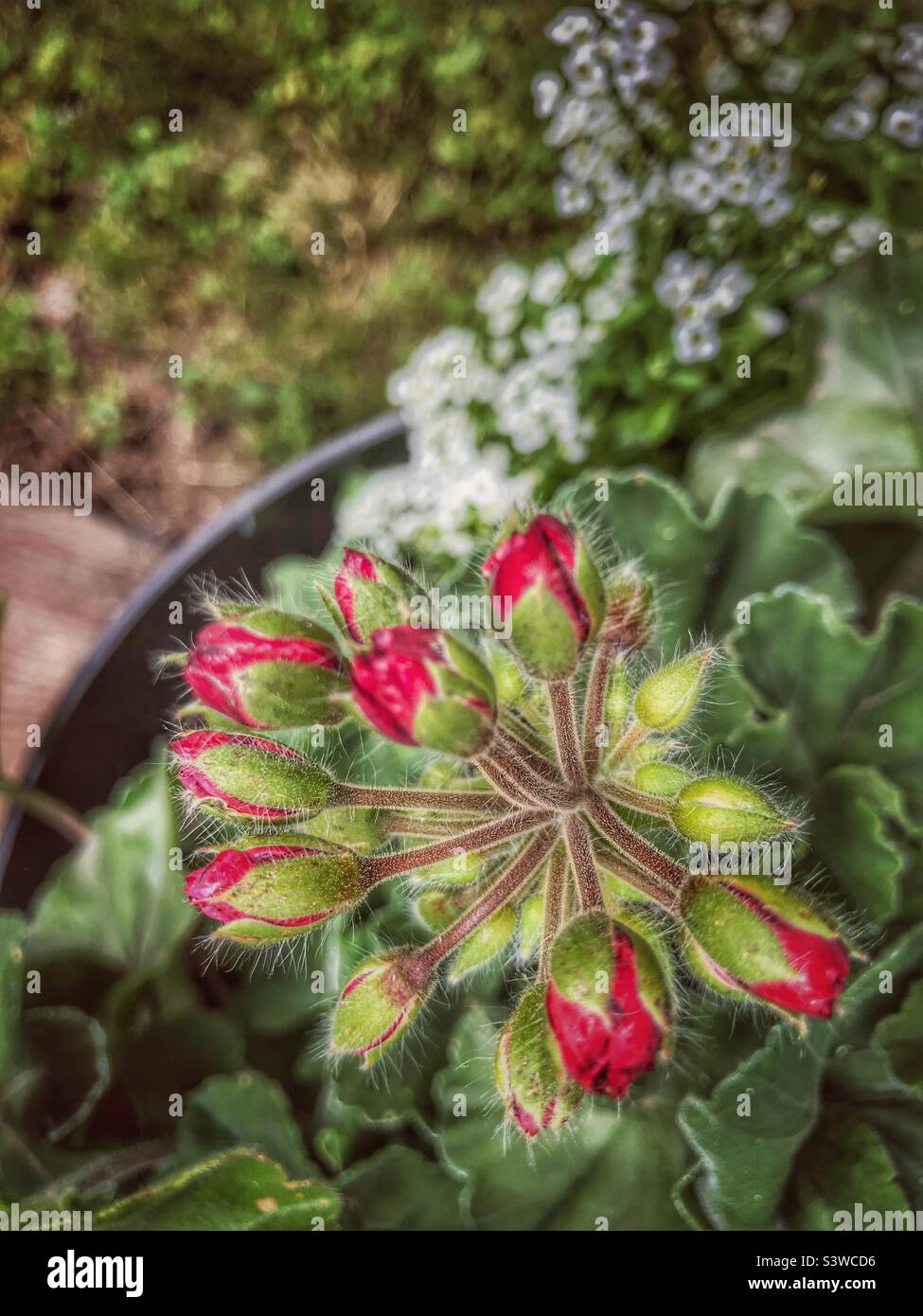 Red Geranium buds about to pop open with sweet alyssum in a planter- viewed from above Stock Photo