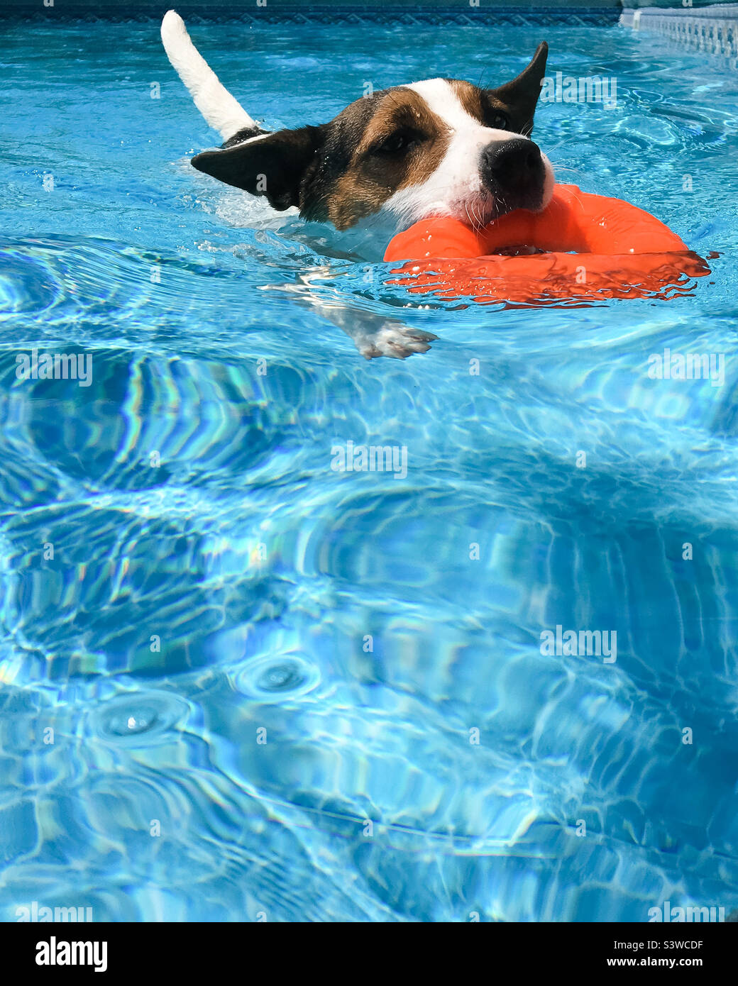 Low angle view of a Jack Russell Terrier dog swimming in pool while carrying a dog toy in her mouth. - Smartphone Captured Stock Image