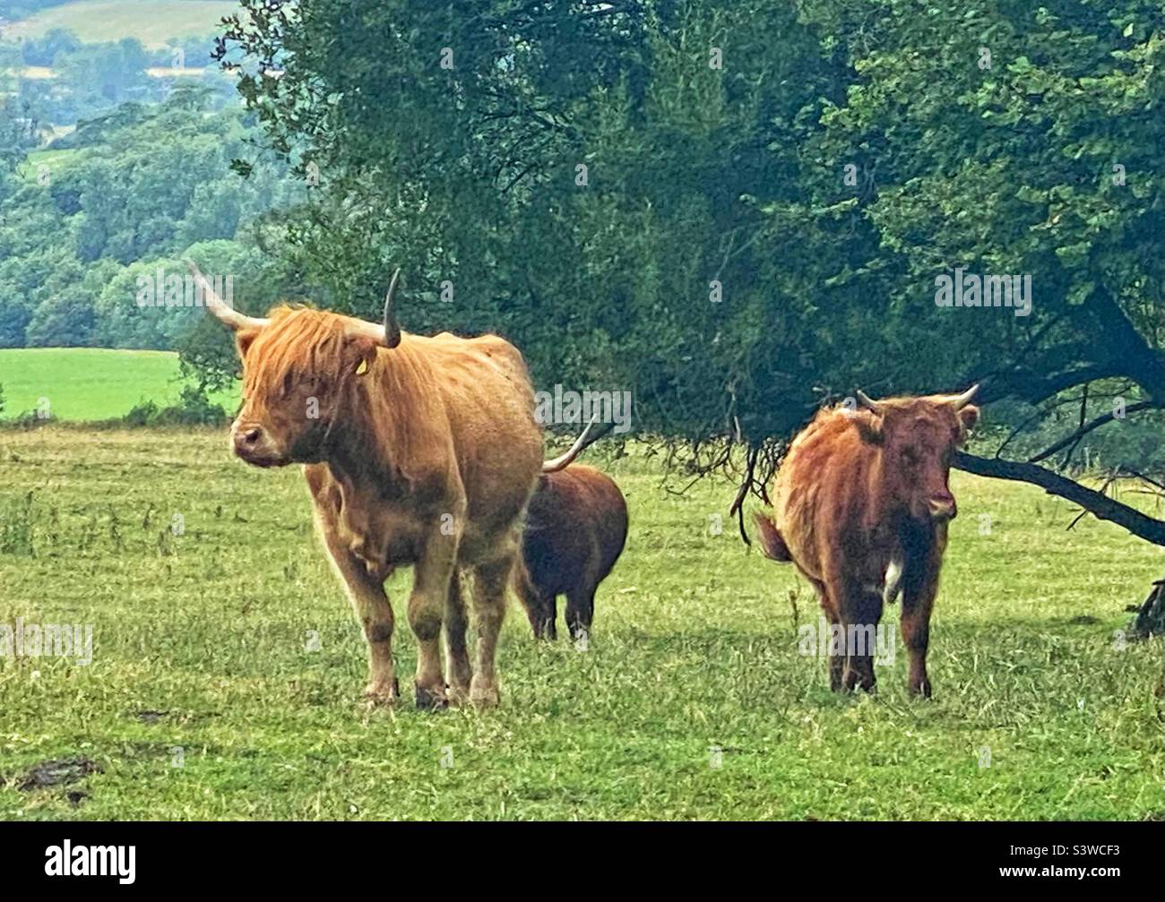 Highland cattle. Dorset - Smartphone Captured Stock Image