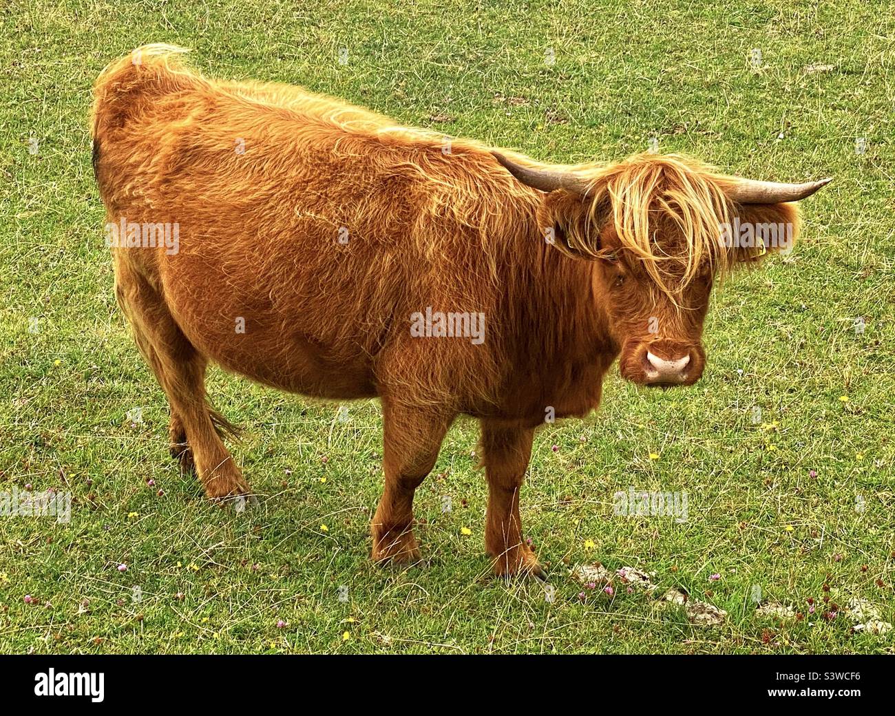 Highland cow in dorset - Smartphone Captured Stock Image