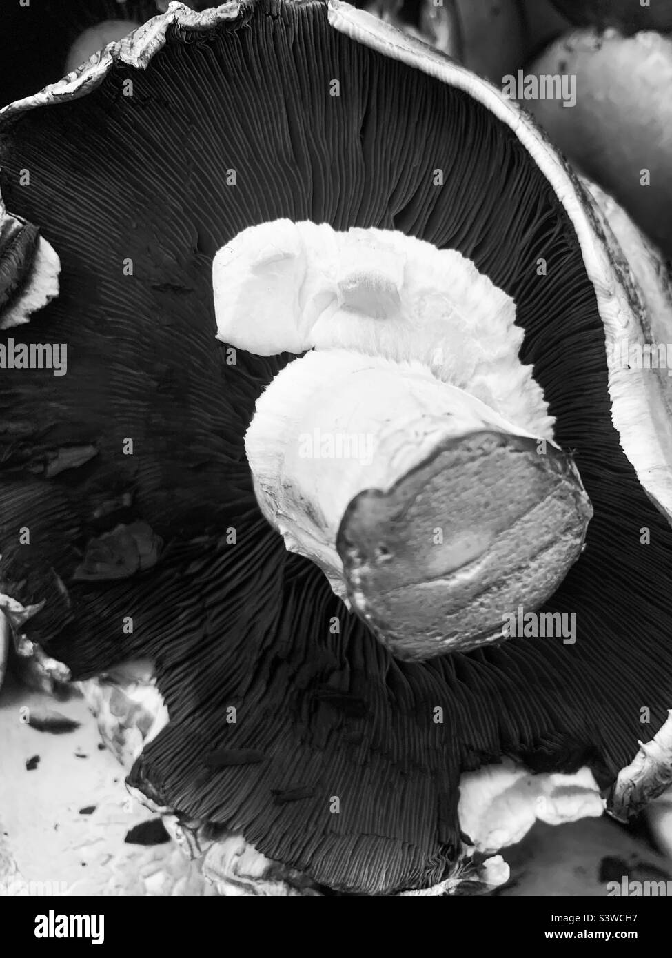The bottom of a huge portobello mushroom with stem and cap in black and white. Stock Photo