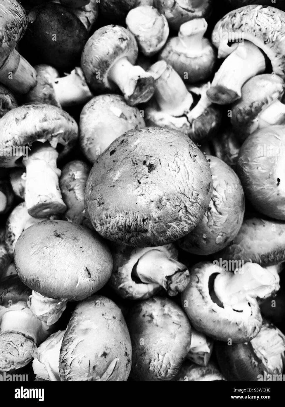 Delicious fresh white loose mushrooms for sale in the produce section in black and white monochrome. Stock Photo