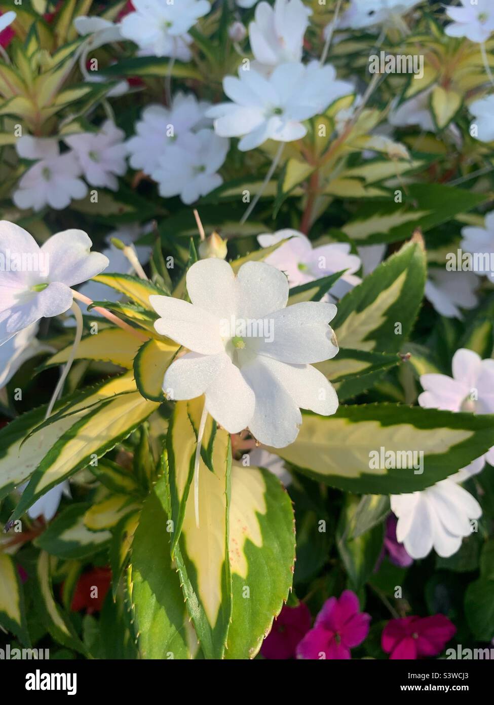 Beautiful white flower growing in the sunny summer meadow. Stock Photo