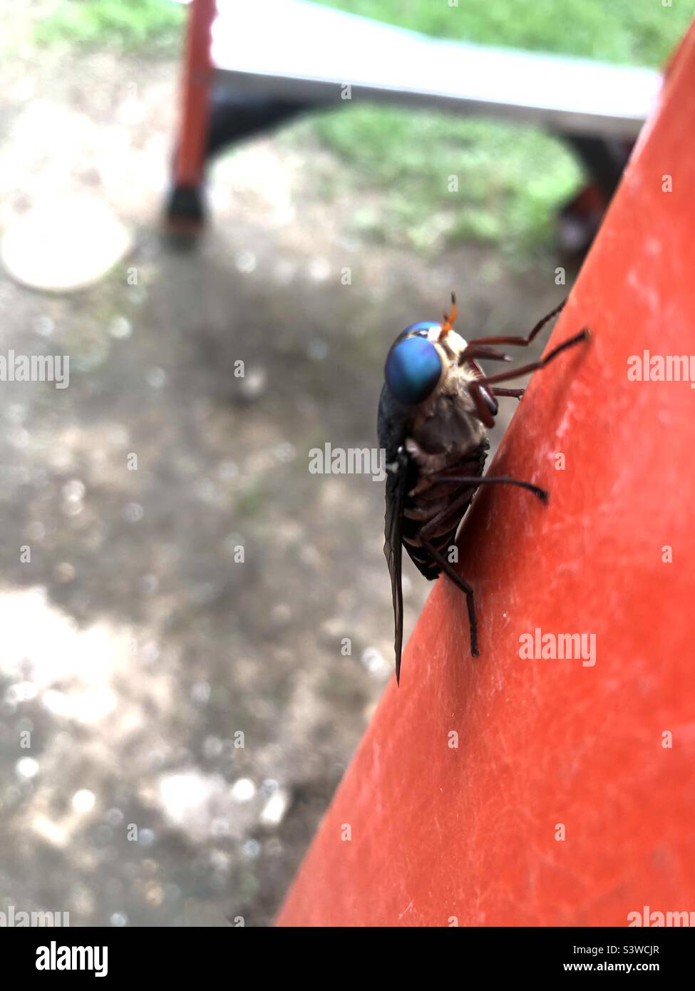 Horse fly perched on side of ladder. - Smartphone Captured Stock Image