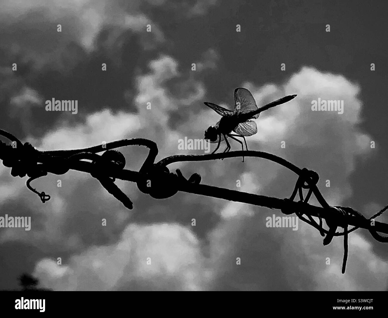 Dragon fly on barbed wire. - Smartphone Captured Stock Image