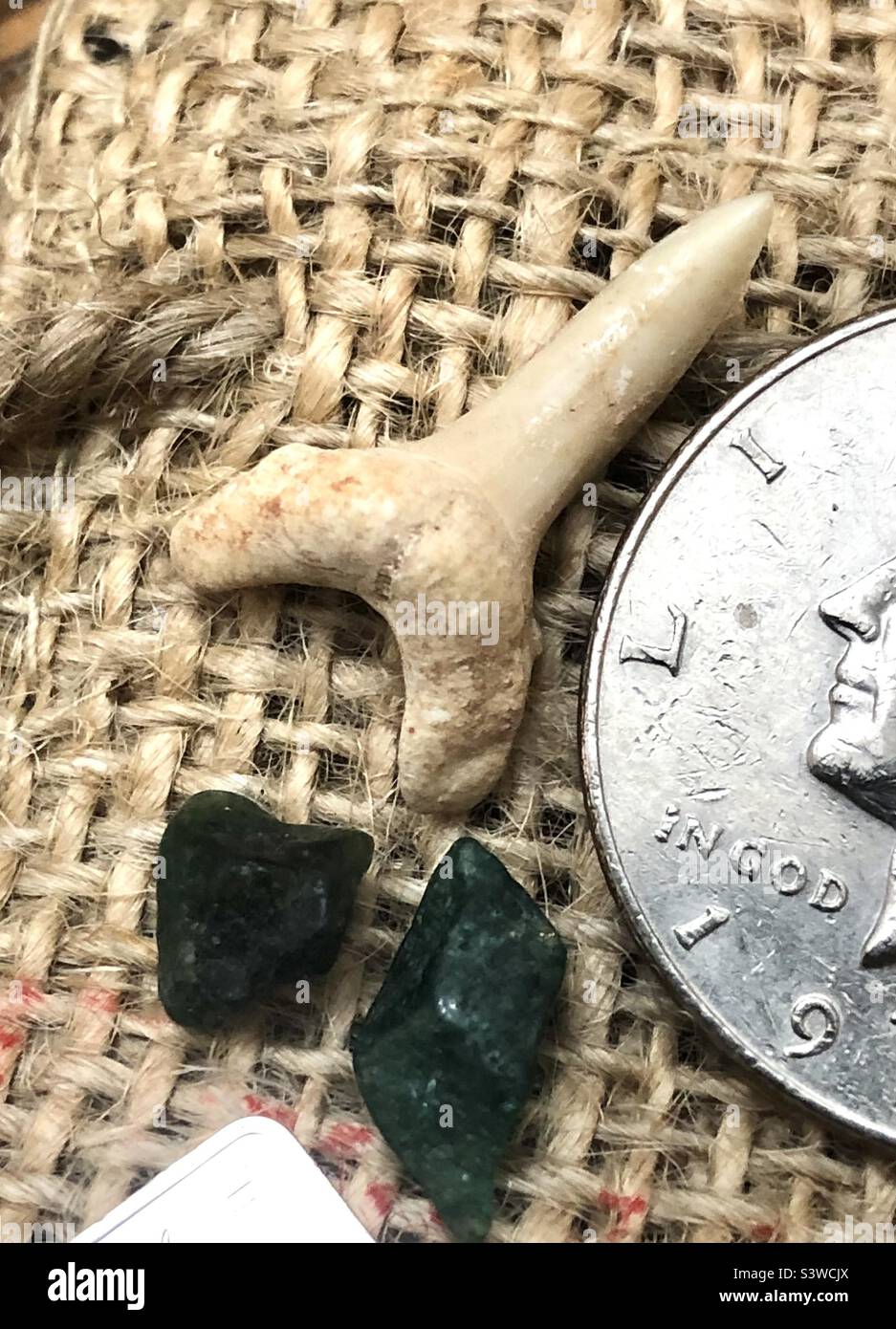 Shark tooth among collectibles. - Smartphone Captured Stock Image