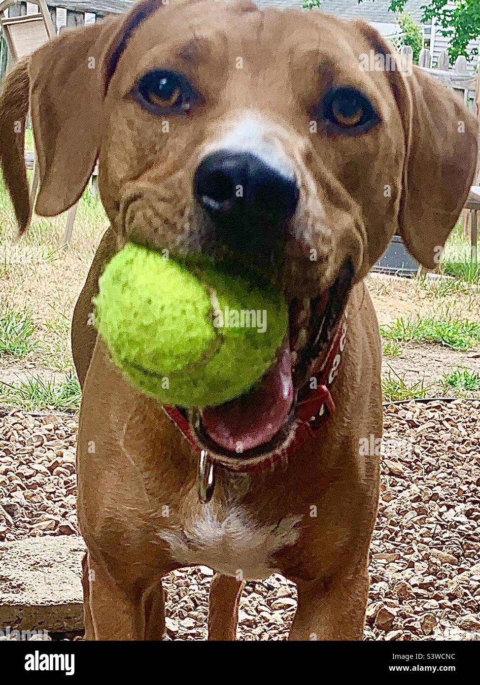 Adult Ridgeback dog outside with tennis ball showing in mouth - Smartphone Captured Stock Image