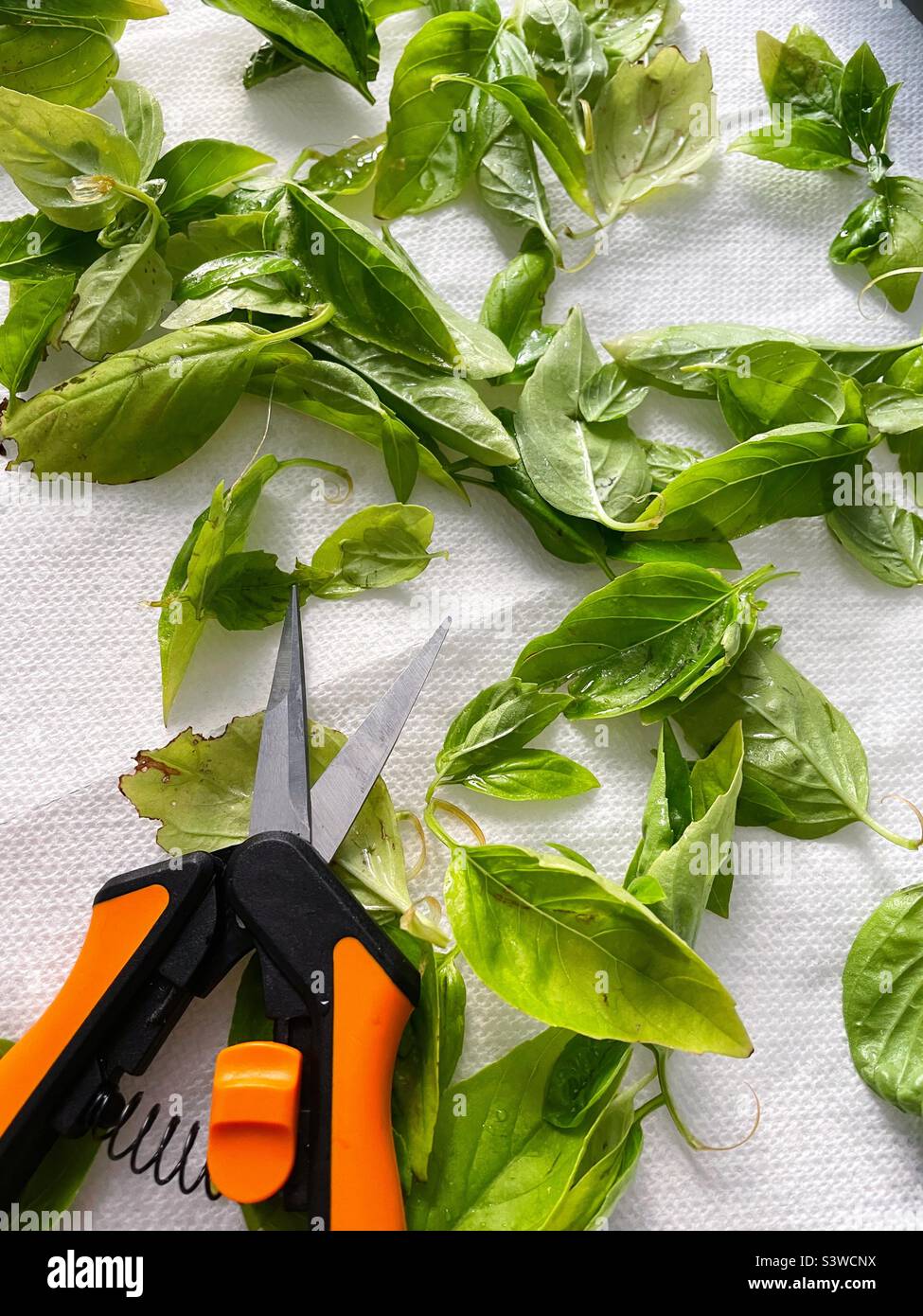 Freshly cut basil leaves on a residential kitchen cutting board with a pair of scissors, 2022, USA - Smartphone Captured Stock Image