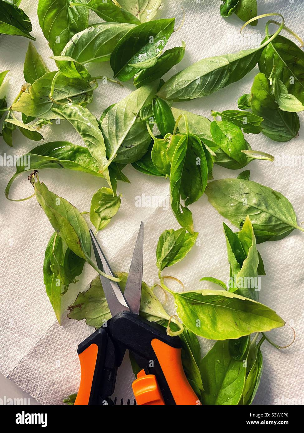 Freshly cut basil drying on a residential kitchen cutting board with a pair of garden snippers, 2022, USA - Smartphone Captured Stock Image