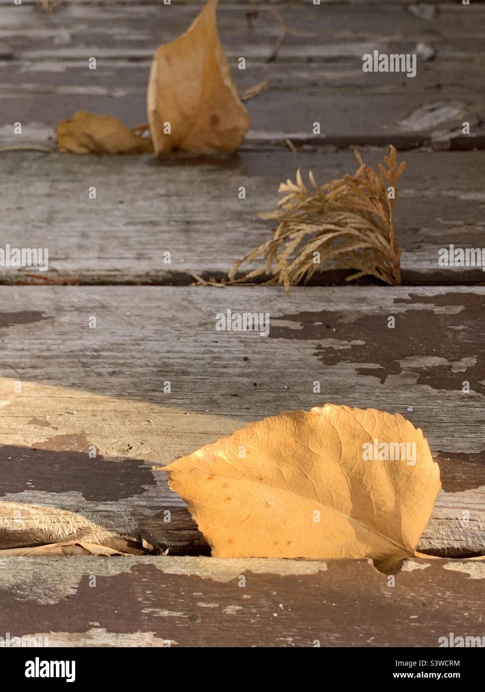 Gold fallen poplar leaf in a shaft of sunlight on a weathered wooden deck Stock Photo