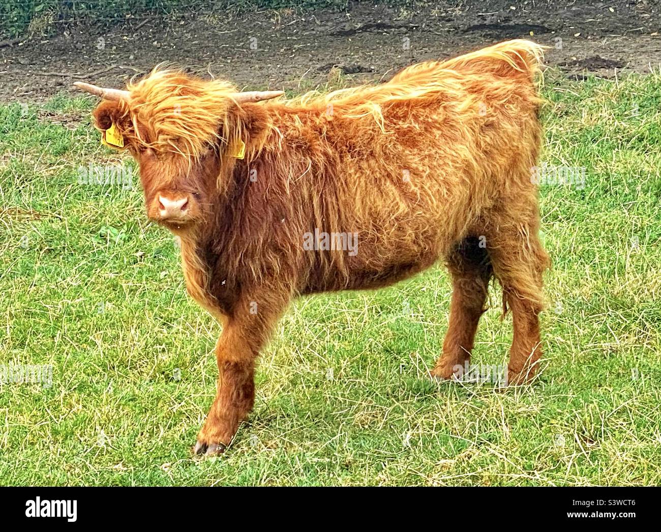 Highland cow in dorset - Smartphone Captured Stock Image