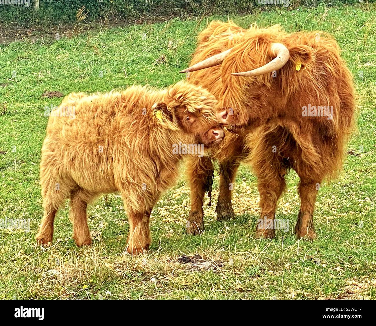 Highland cattle in dorset - Smartphone Captured Stock Image