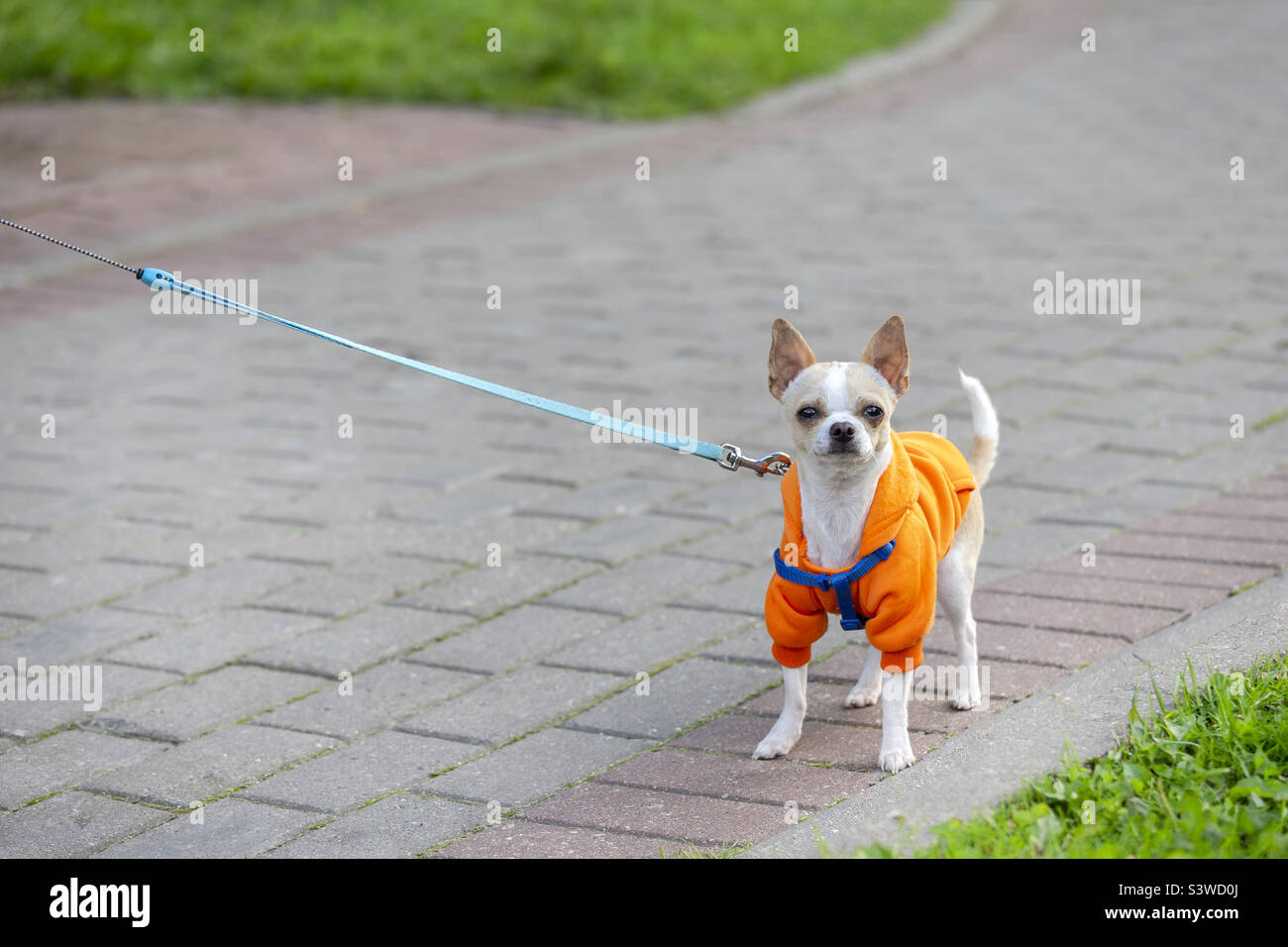 Cute chihuahua in colorful clothes on a leash walking in the street Stock Photo