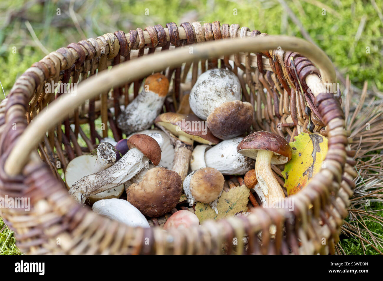 Basket of edible mushrooms, picked from the forest in autumn. Closeup. Stock Photo