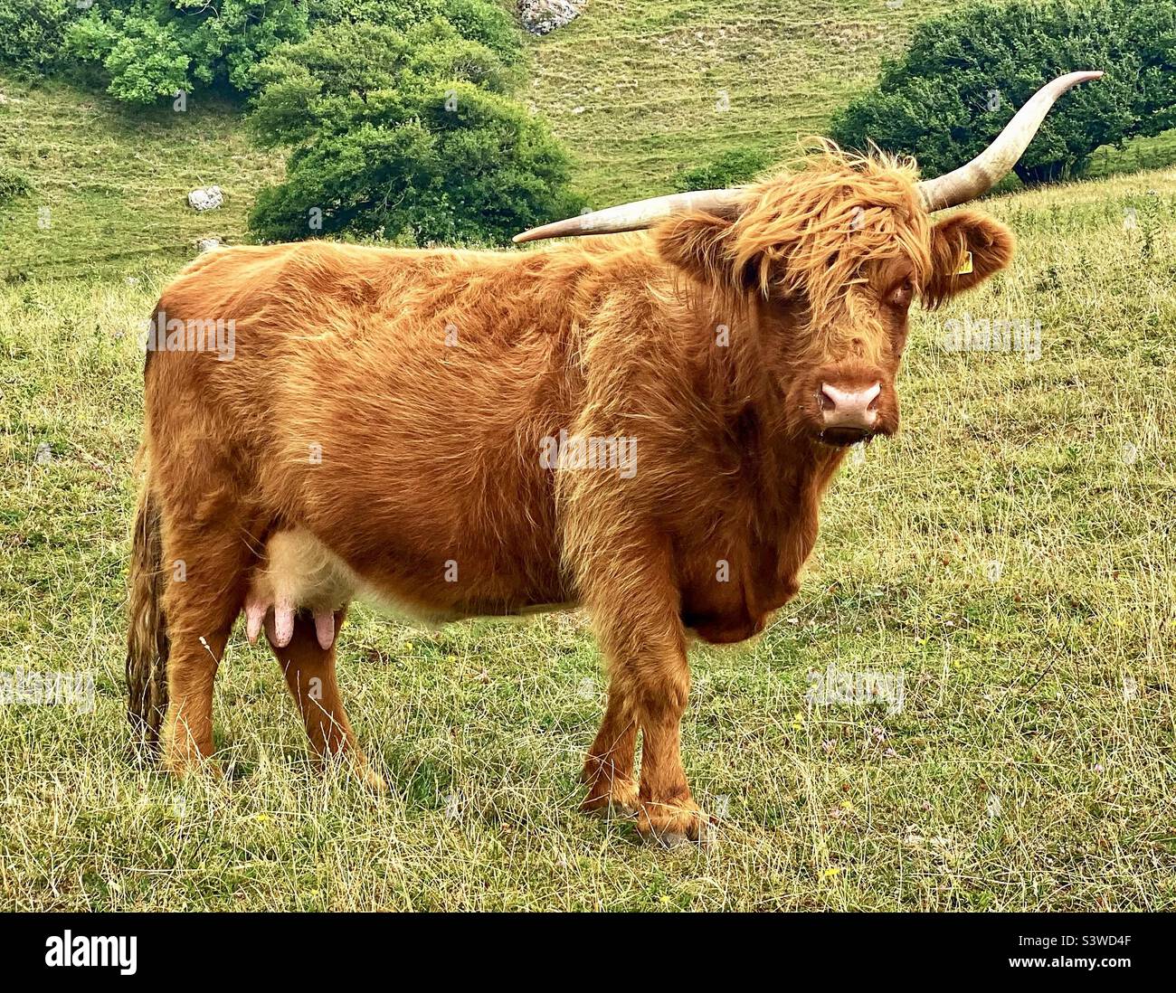Highland cow in dorset - Smartphone Captured Stock Image
