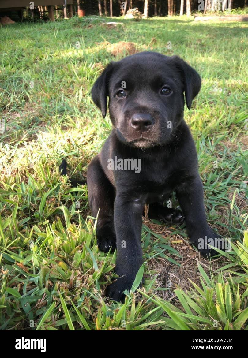 12 week old Labrador Stock Photo Alamy