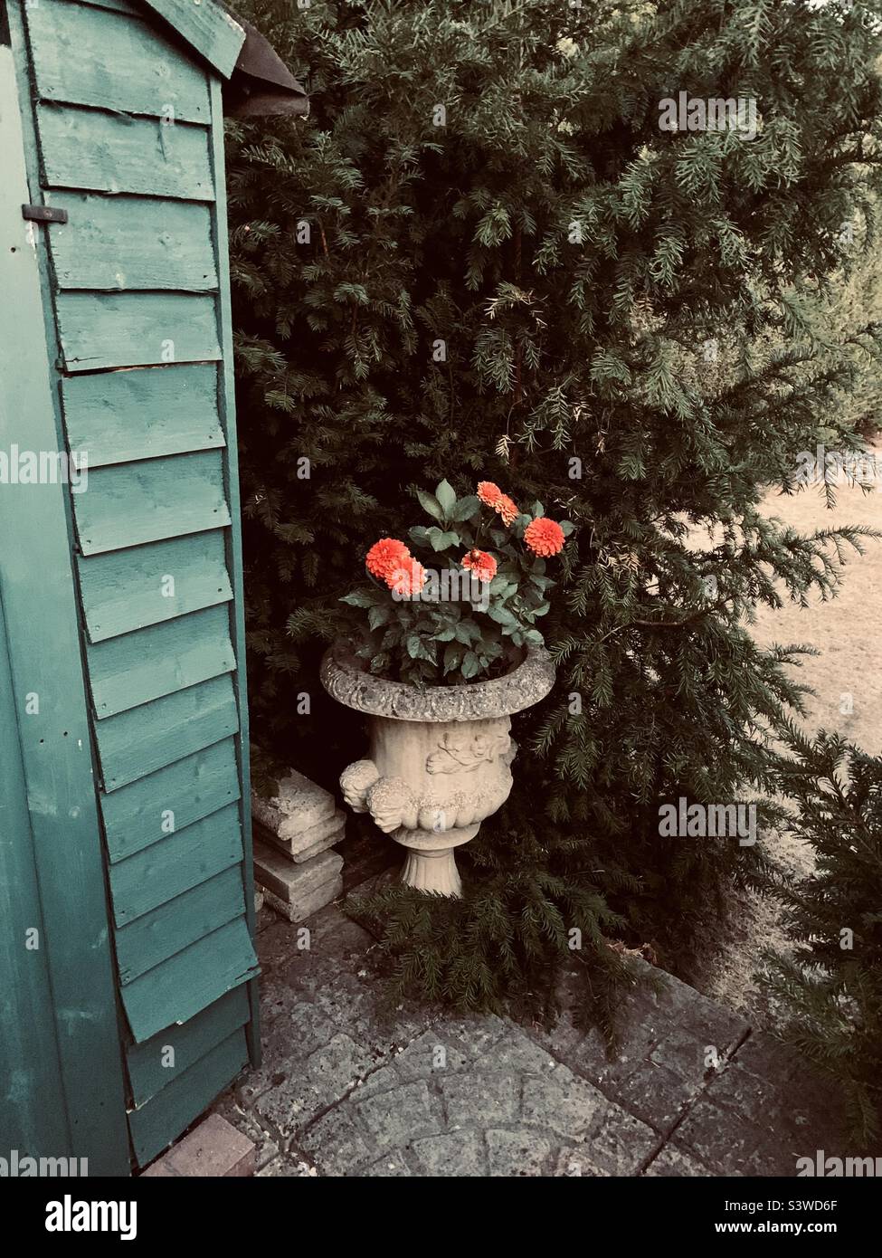 Orange dahlias growing in an urn in a suburban garden and surrounded by greenery. - Smartphone Captured Stock Image