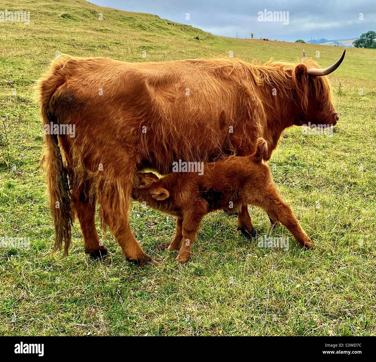 Highland cattle in dorset - Smartphone Captured Stock Image