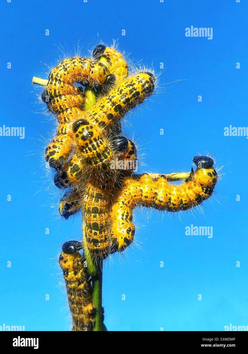 Bufftip moth caterpillars (Phalera bucephala) Preparing to moult Stock