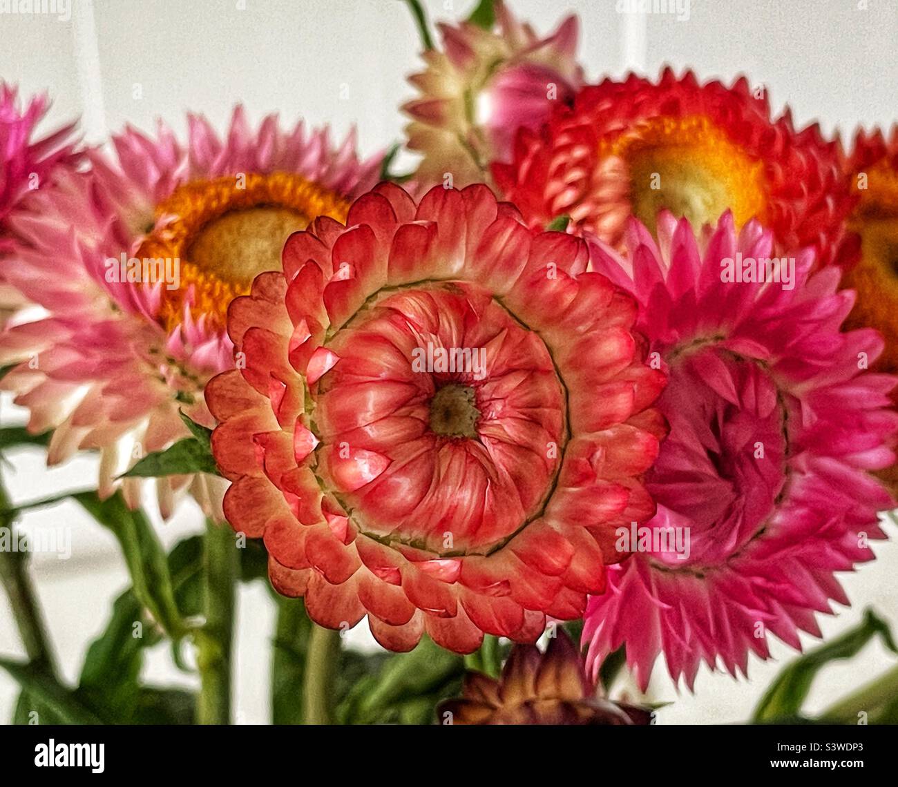 Strawflower, King Size Orange