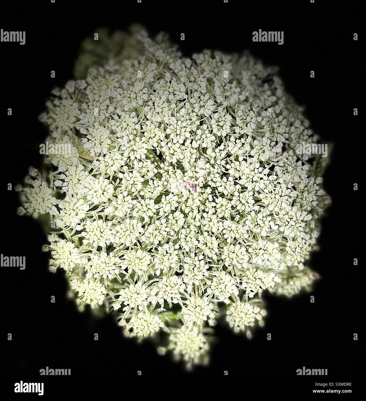 Daucus Carota Stock Photo