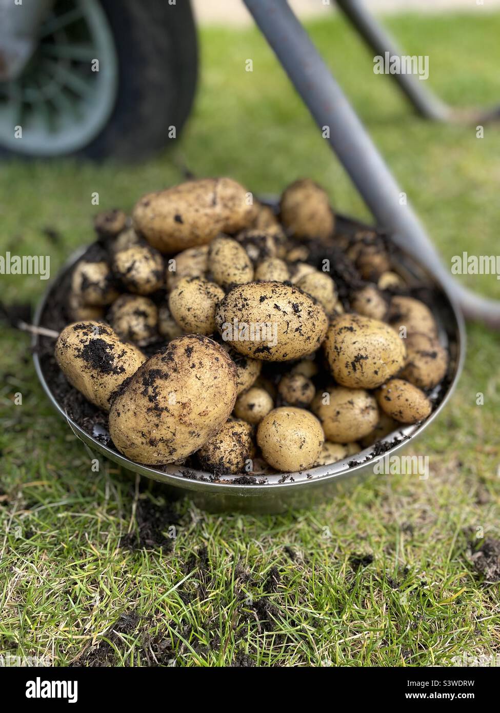 Home grown potatoes Stock Photo Alamy